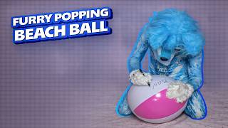Pop Inflatable - Furry Playing With A Beach Ball Fun & Satisfying Moments