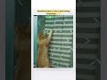 Sometimes there is a joy in not knowing Everything. Ft.CHERRY #ytshorts #shortvideo #funny #trending