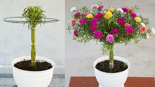 Easy Steps for Thriving Potted Flower Gardens