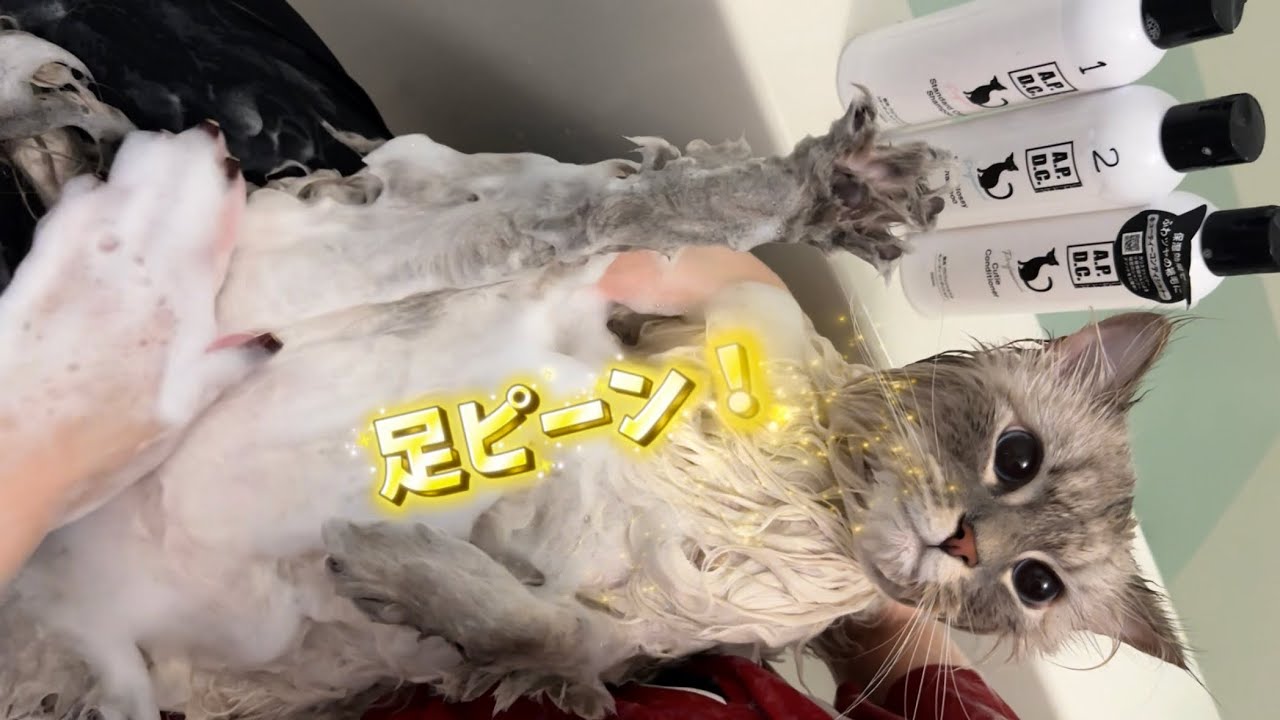 美猫】毎月お風呂に入る猫いれぶん - YouTube