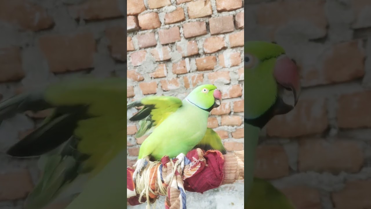 cute parrot voice video 