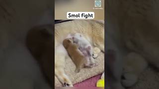 New born kittens are so smol 🥰