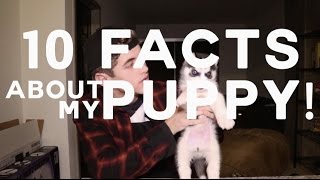 MY PUPPY TAKING HIS FIRST SELFIES!?!? || Nate Garner
10 Crazy facts about my puppy! Maverick is an amazing puppy and Im blessed to have him!
If you liked the video please give it a THUMBS UP and SUBSCRIBE!
SO DO YOU WANNA SEE VIDEOS ONCE A WEEK OR TWICE A WEEK, VOTE AND COMMENT BELOW!!!
CANT WAIT TO SEE WHAT YOU WANT!
Follow my other social media:
Instagram: https://www.instagram.com/iamnategarner/
Twitter: https://twitter.com/natekgarner?lang=en
Snapchat: imnategarner
Facebook: https://www.facebook.com/realnategarner/?fref=ts MY PUPPY TAKING HIS FIRST SELFIES!?!? || Nate Garner