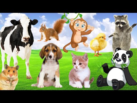 Funny Animal Sounds: Puppy, Kitten, Monkey, Squirrel, Cow, Chicken, Panda, Raccoon and others!