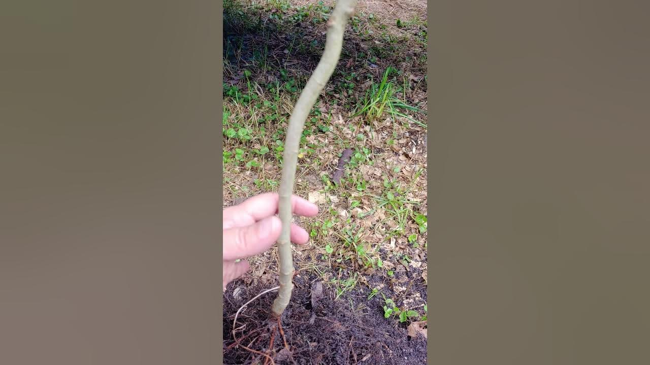 Established Roots on a Loquat Tree Cutting YouTube