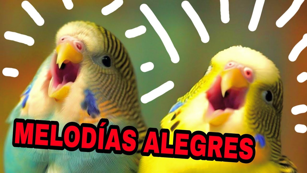 MELODÍAS ALEGRES PARA PERIQUITOS SOLITARIOS