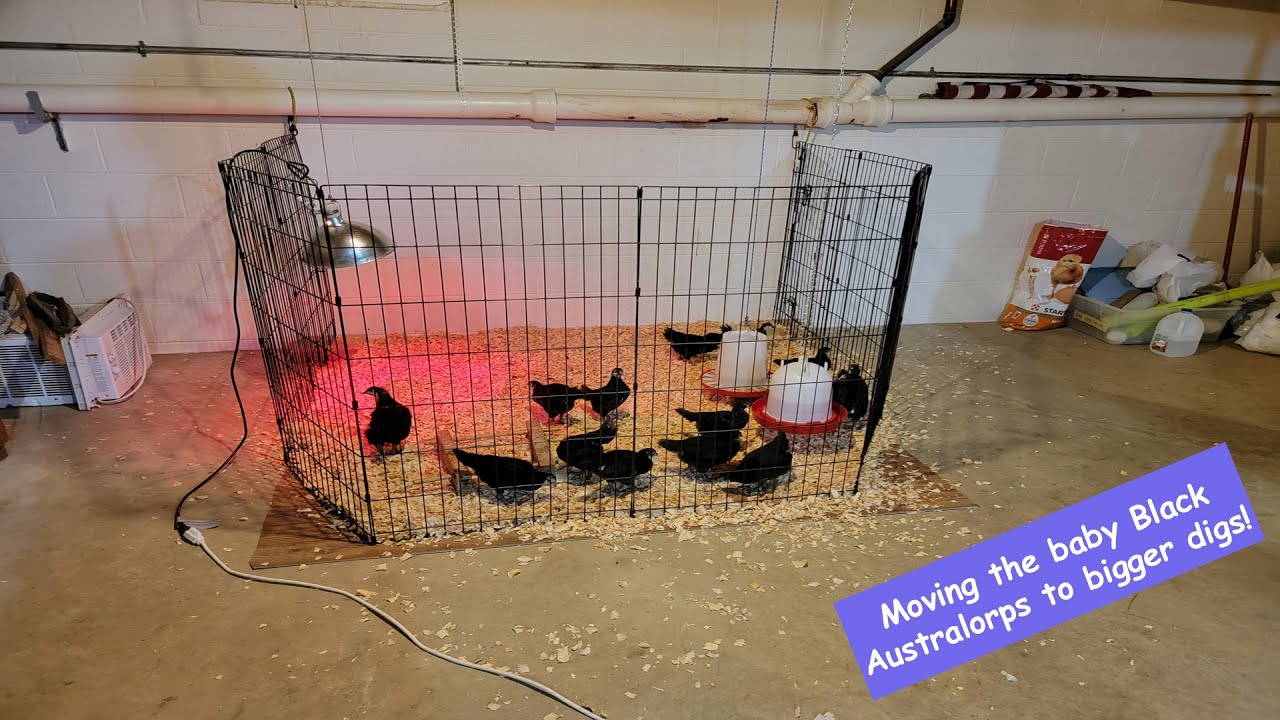 Moving Our Black Australorp Chicks From Brooder To Bigger Holding Pen!