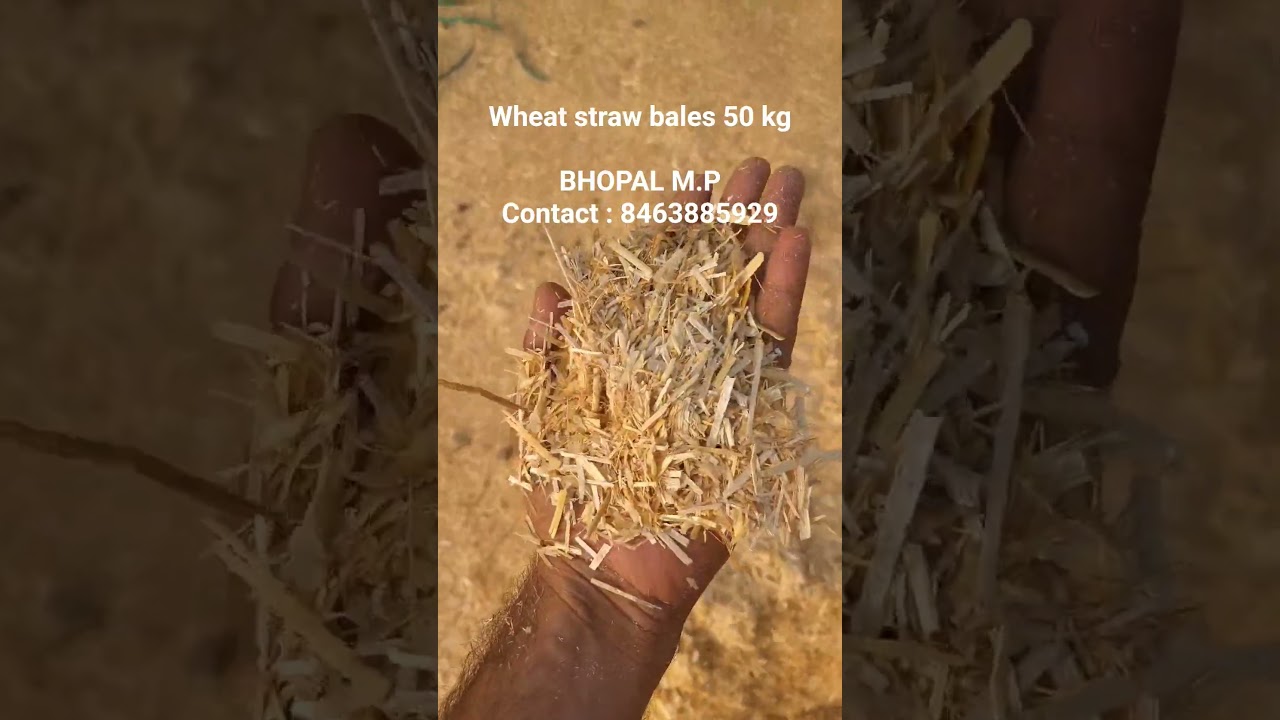 #wheatstraw
