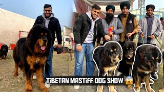 Special Tibetan Mastiff and Gaddi Dog show in Punjab😱