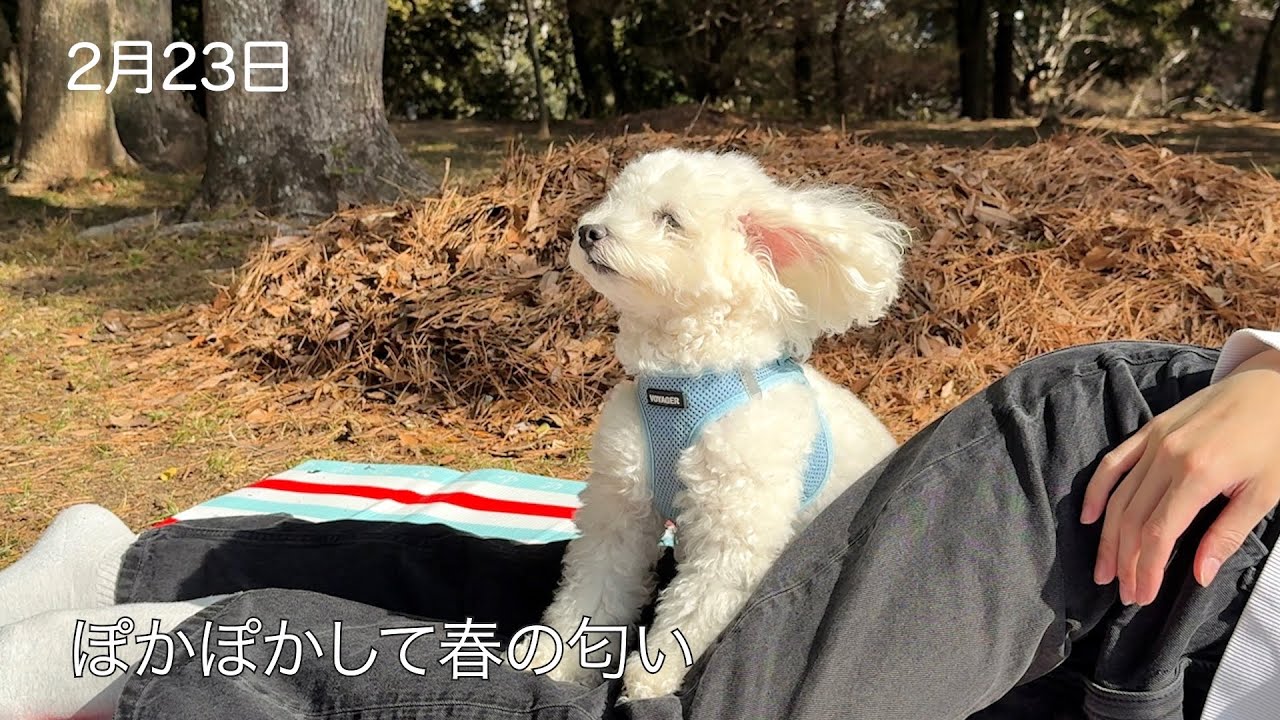 雪の散歩とぽかぽかピクニック、ふわふわに癒される｜トイプードルのいる暮らし【生活の報告#008】