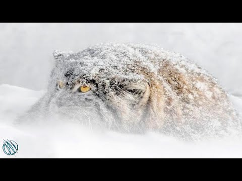Video: Steppe-lynx is 'n ongelooflike pragtige en grasieuse dier
