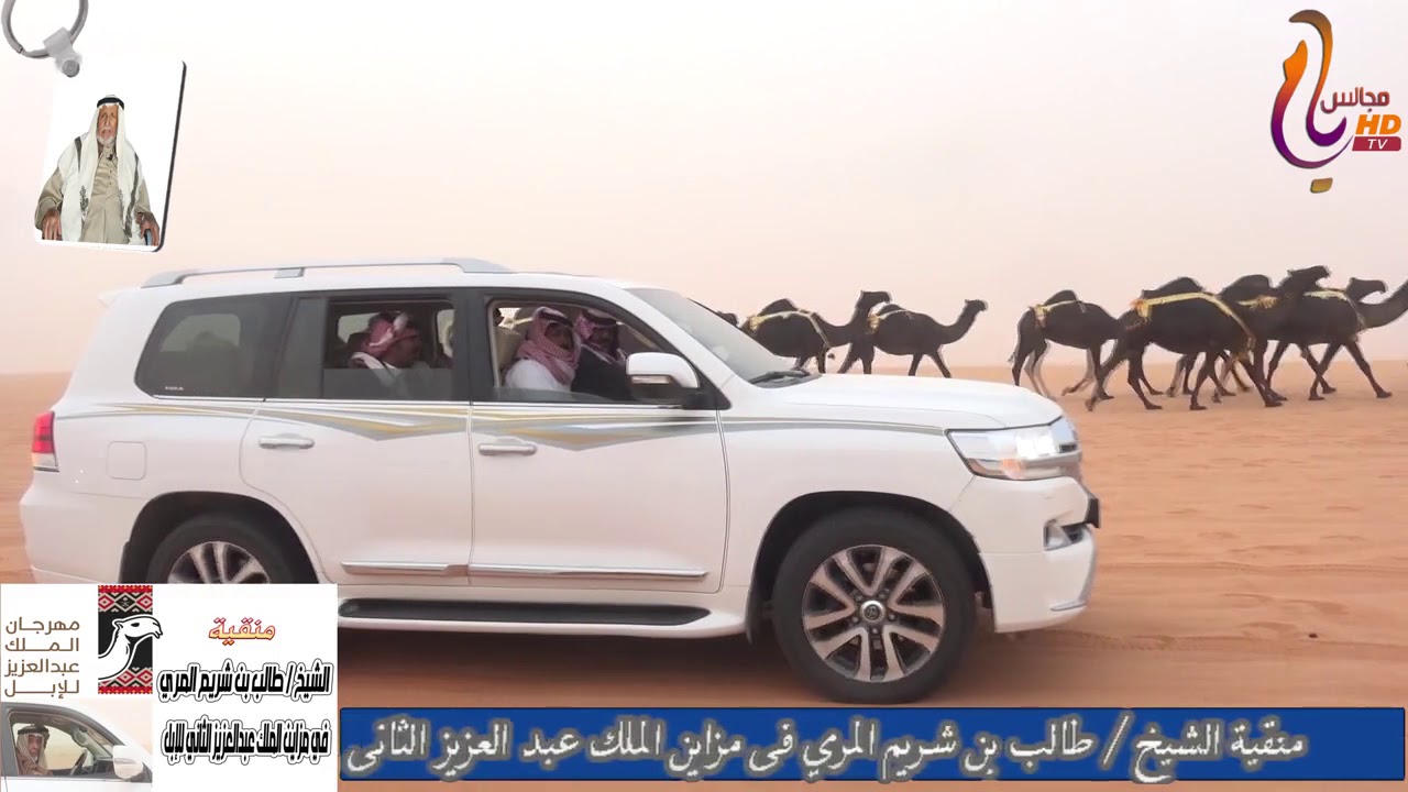 منقية الشيخ / طالب بن شريم المري في مزاين الملك عبدالعزيز الثاني للإبل