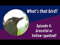 Graceful or Yellow-spotted in Queensland, Australia? What's that bird? Episode 4