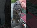 Walleye Fishin on Summersville Lake with Fishing Buddy Guide Service. ##AppalachianOutdoorsWV