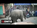 A wild elephant went on the rampage - charging at a shop full of customers | SWNS