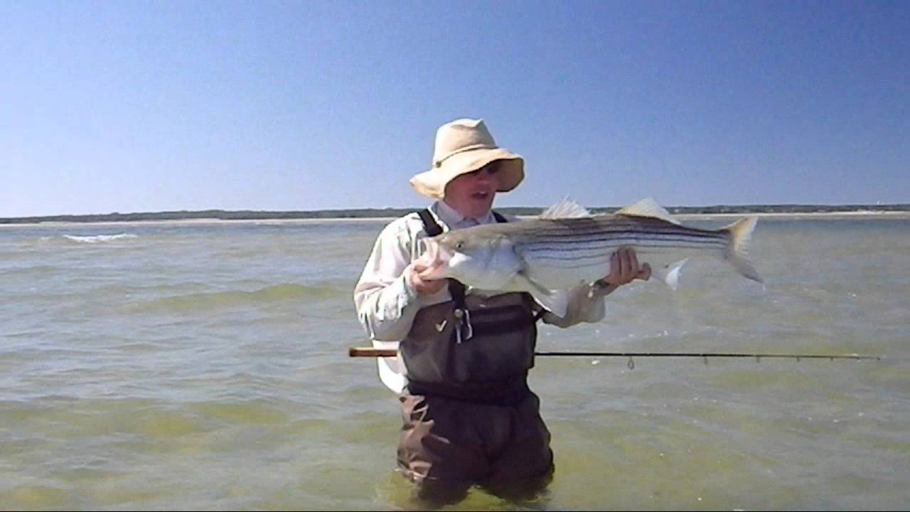 June 24, 2012 Cape Cod Sight Fishing on the Flats 39 inch Striper YouTube