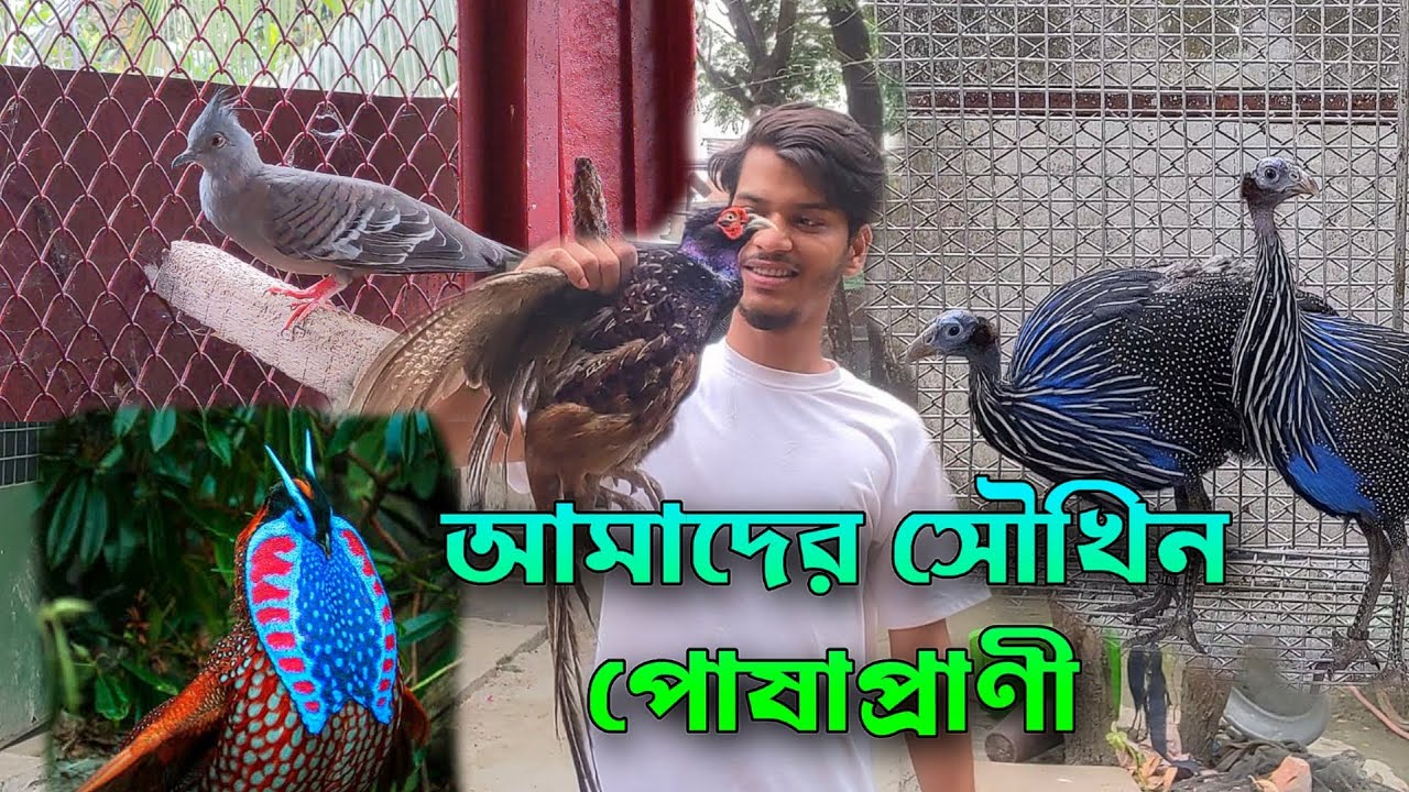 বাংলাদেশে প্রথম Vulturine Guineafowl | Pheasant গুলোর ডিমের আপডেট | Nahid & Pets