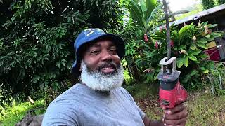 How to Trim a Tall, Overgrown Apple Tree (Bringing It Back to Life!)