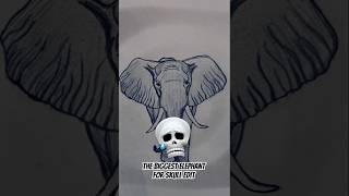 How To Draw Biggest Elephant For Skull Edit