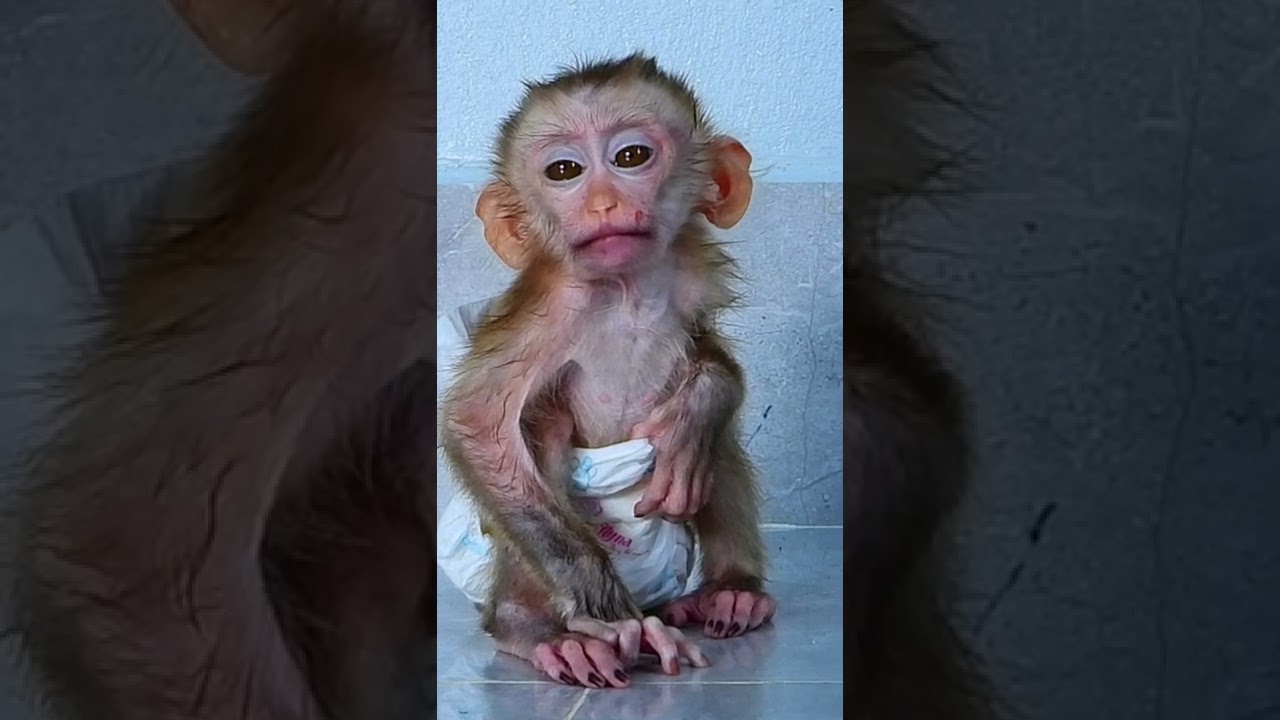 Million Pity monkey tony