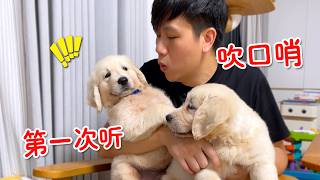 小奶狗第一次听到口哨声，这个反应好有趣！