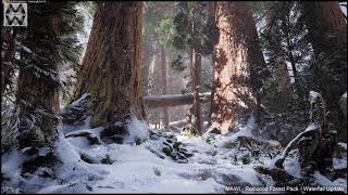 MAWI - Redwood Forest - Winter Update