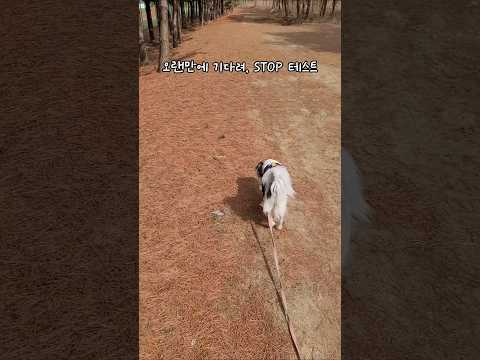 우리집강아지가 똑똑하다는 생각이들때...천재견테스트ㅋㅋㅋ #shorts #강아지 #반려견 #빠삐용파렌