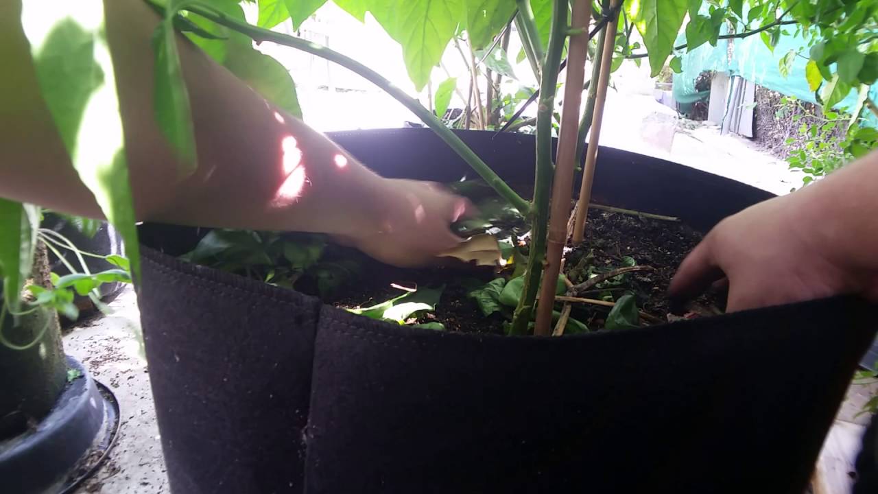 Cover Crop Seeds How To? YouTube