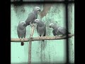 The Global Wildlife Trade | African Grey Parrot Poaching