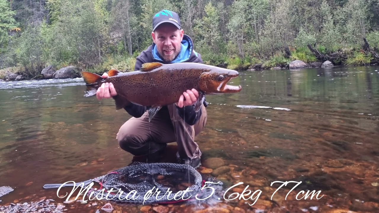 Mistra ørret 5.6kg