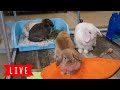 LIVE Bunny Cam! 🧡 Baby Bunnies Playing!