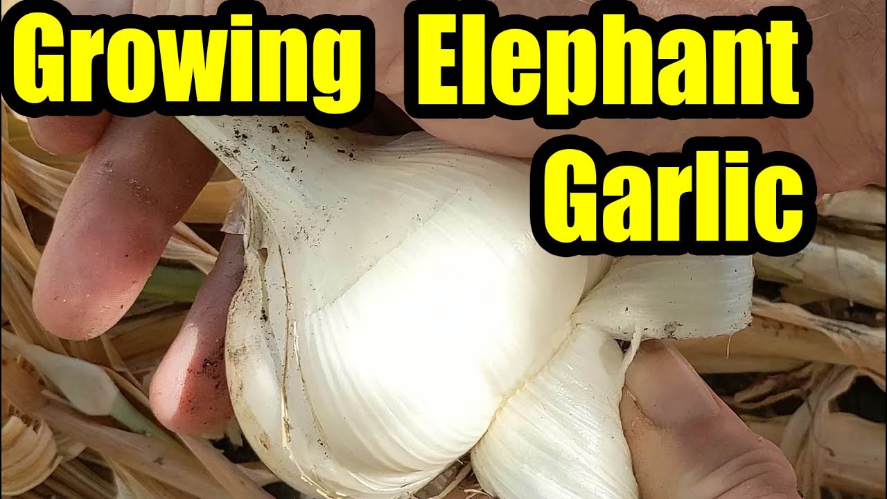 Growing Elephant Garlic in California YouTube