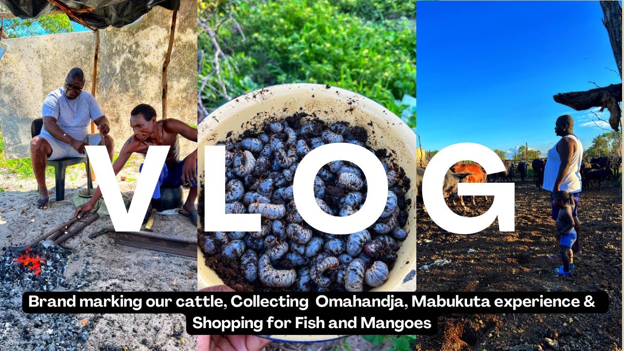 A few days with us| Collecting Grub worms | Brand marking Cattle | Zambezi bream | Katima| Namibia
