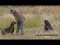 Honoring- Labrador Retriever Training