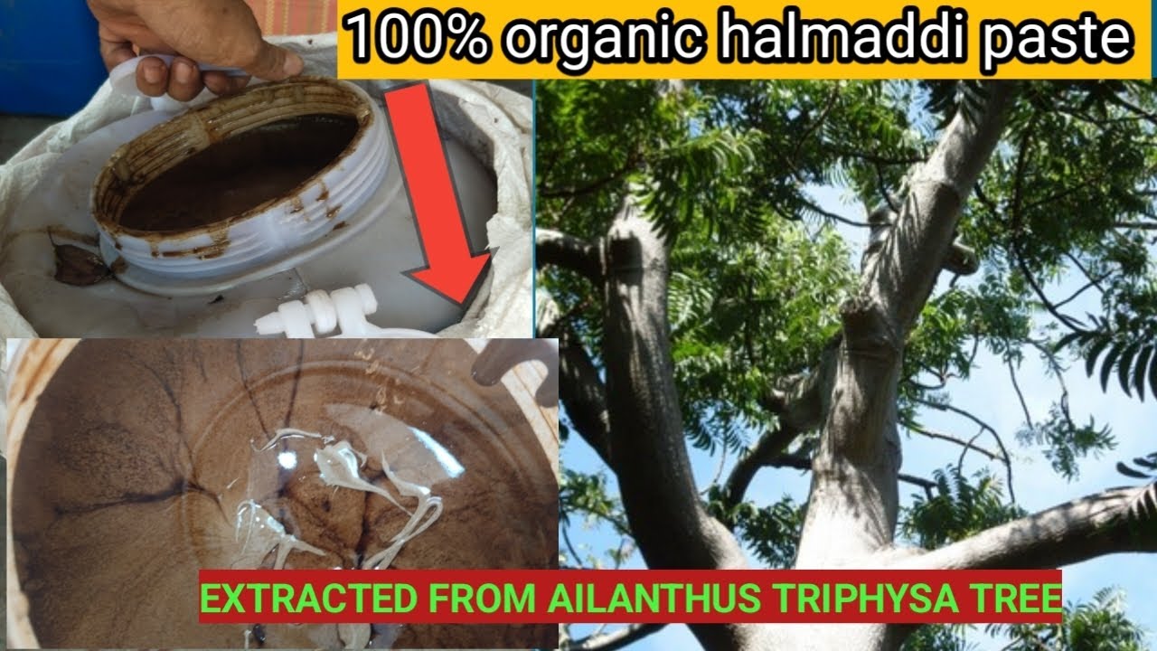 Halmaddi paste 100% organic extracted from AILANTHUS TRIPHYSA TREE for Making Masala Agarbatti