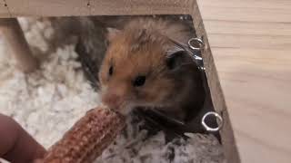 Hamster Grabbing Corn by TotoHamsterJourney 79 views 2 months ago 15 seconds