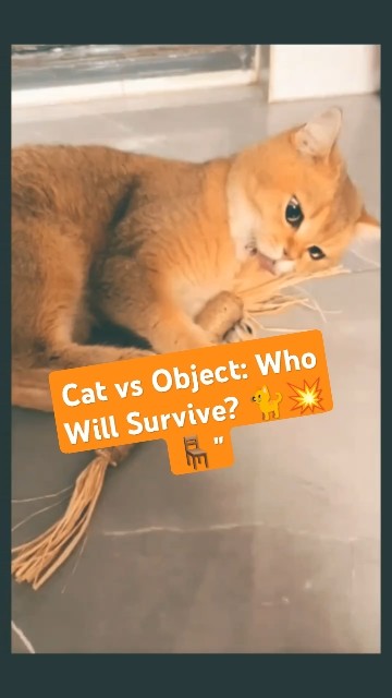 Cat vs Object: Who Will Survive? 🐈💥🧹 #cat #shortvideo #funny # ...