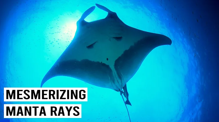 The Majestic Manta Rays of the Maldives (4K Documentary)