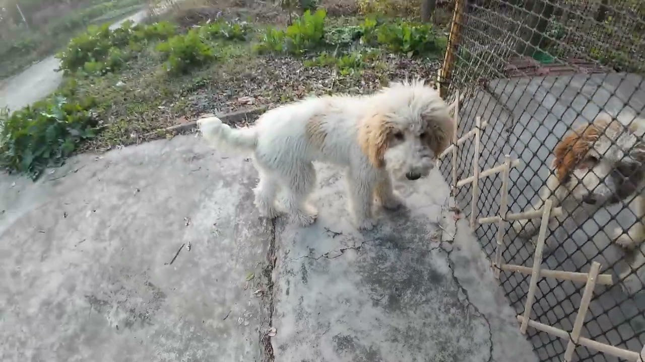 带着4只狗过田园生活，记录农村生活，分享养巨贵犬的日常生活#农村生活#田园生活#养狗的乐趣