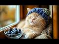 Sleep Music for Cats 🐈 Anxiety Relief Music For Cats ♬ Sleep Music for Anxious Cats