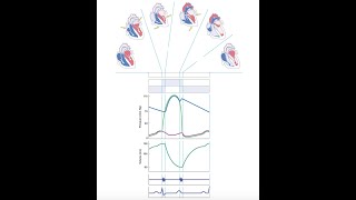 Cardiac Cycle part 2
