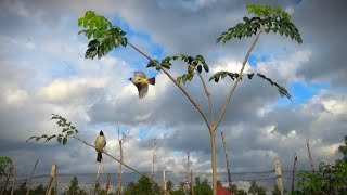 black head finches,sooty-headed Bulbul screenshot 4