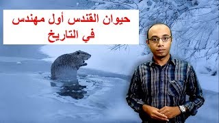 القندس مهندس السدود - Beaver dam engineer