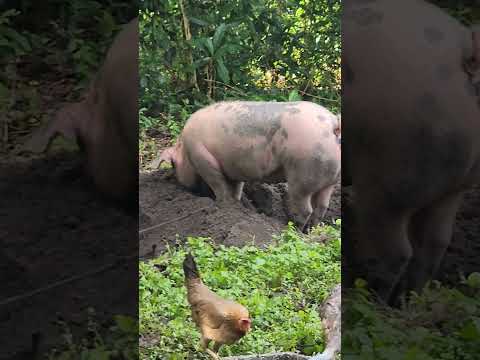 Video: Mikä on sian kuono?