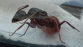 Camponotus CA02 (California, USA) 22.09.2021