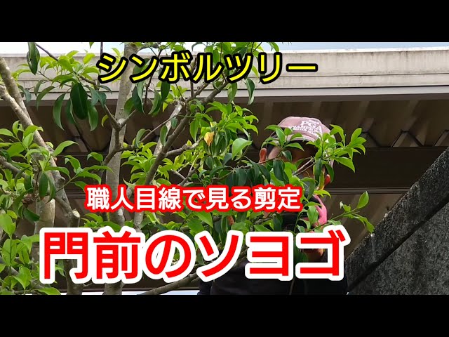 Pruning] Tidying up the Soyogo: Our Popular Evergreen Front-Yard