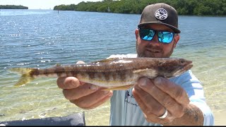 Lizard fish catch, clean, cook (Tampa Bay)