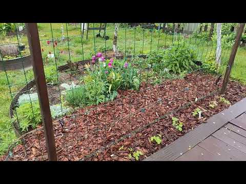 It finally rained☔☔☔in PODLASIE! 05/09/2026