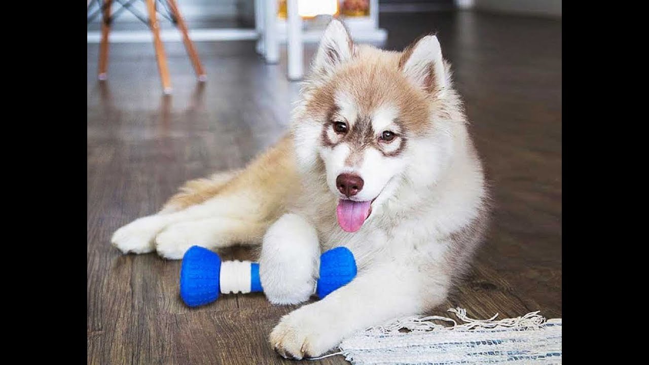 5 Best Pet Toys & Gadgets You Must Have Gadgets Factory YouTube