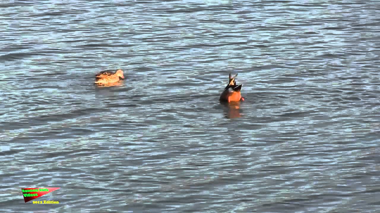 Synchronized Swimming  Ducks  Dance  Performance